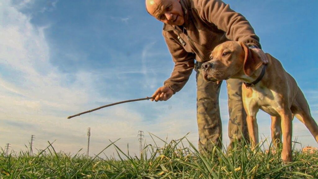 Cómo Adiestrar un Pointer para Caza
