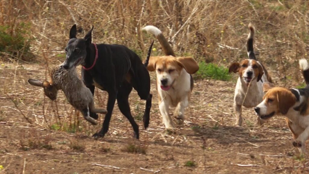 Cómo enseñar a parar a un perro de caza
