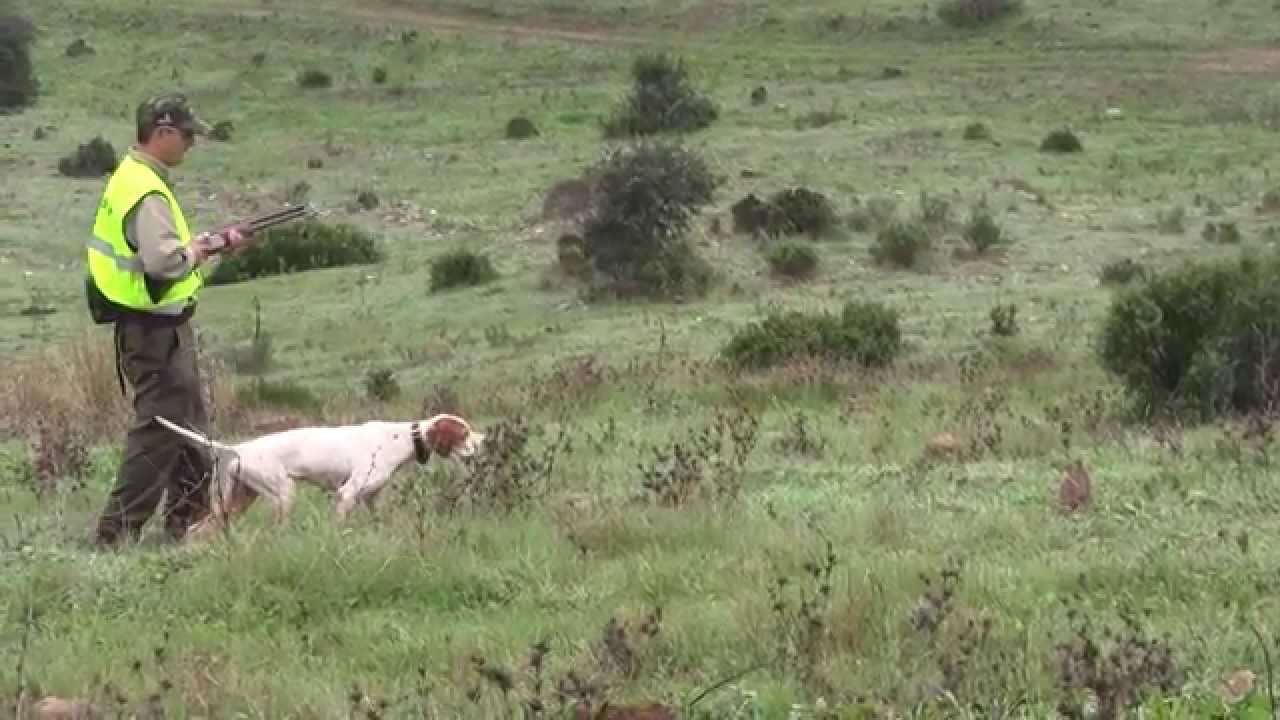 Cómo funciona un coto de caza
